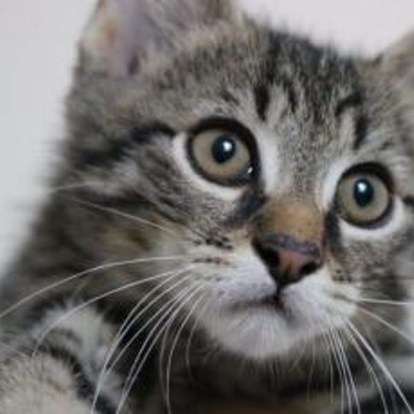 Karlsson sucht ein eigenes Zuhause — Europäisch Kurzhaar