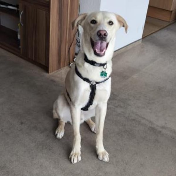 🦴✨ Treuer Begleiter Luke ✨🦴 — Mischling