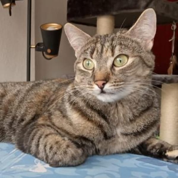 hübsche Tigerin Mia aus Frankfurt — Europäisch Kurzhaar