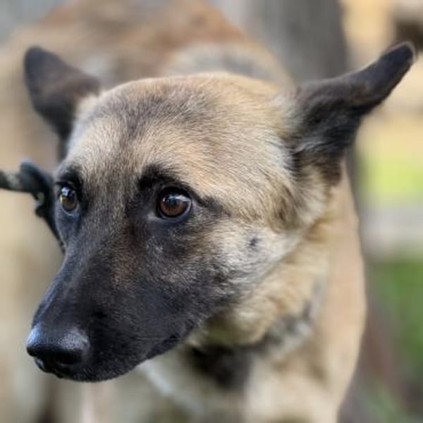 Gibst du Rose ein Zuhause? — Schäferhund