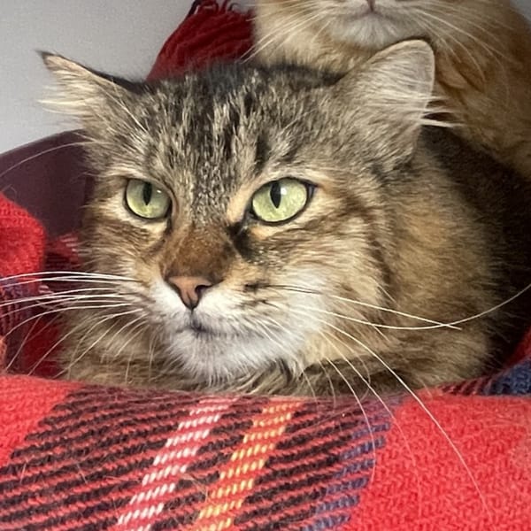 Boa Hancock — Européen