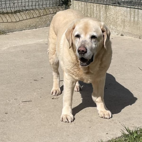 BAYLA Promise — Labrador Retriever