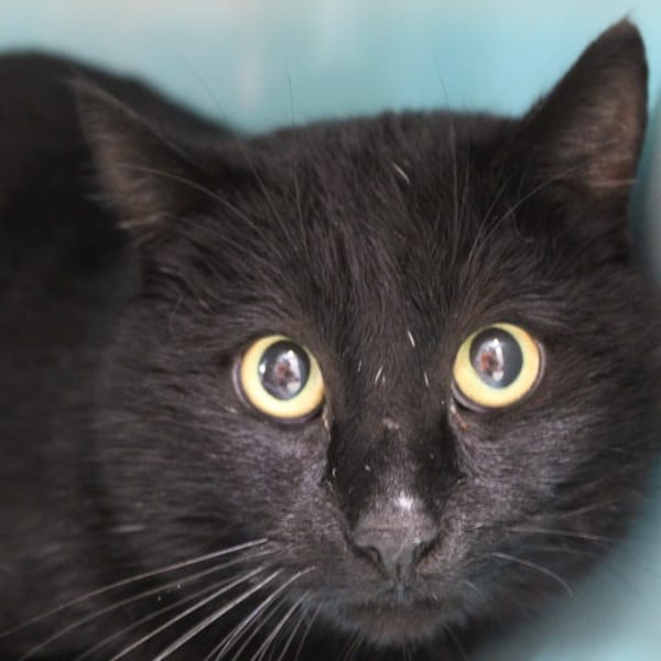 barbossa — Européen