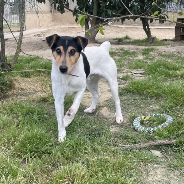 PRAT — Fox Terrier Poil Lisse