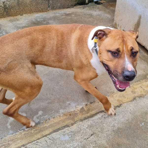 DUNCAN — Croisé / Autre