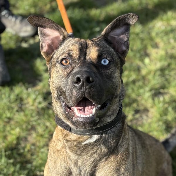 ROCKY — Croisé / Autre