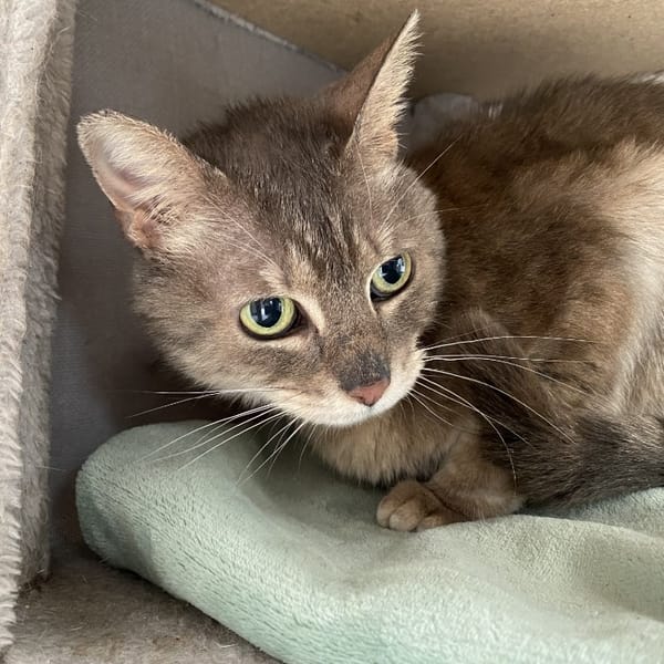 NEWTON — Européen