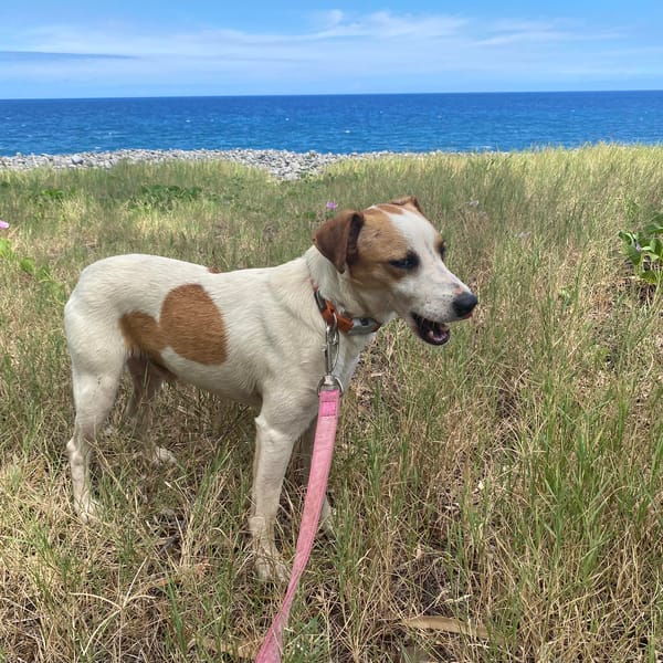 Caramel — Jack Russell Terrier