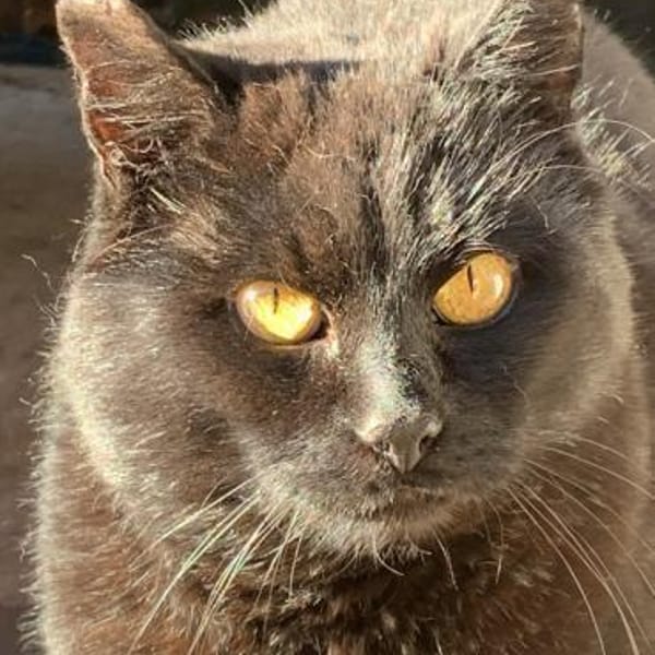 Fidelio braucht eine Familie! — Europäisch Kurzhaar