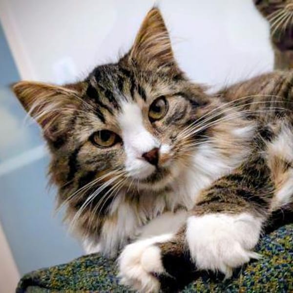 Largo — Maine Coon
