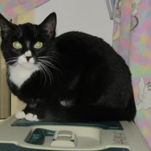 Wara — Europäische Hauskatze