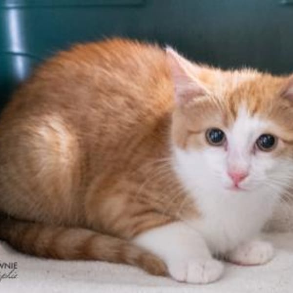 Pico + Pitina — Europäische Hauskatze