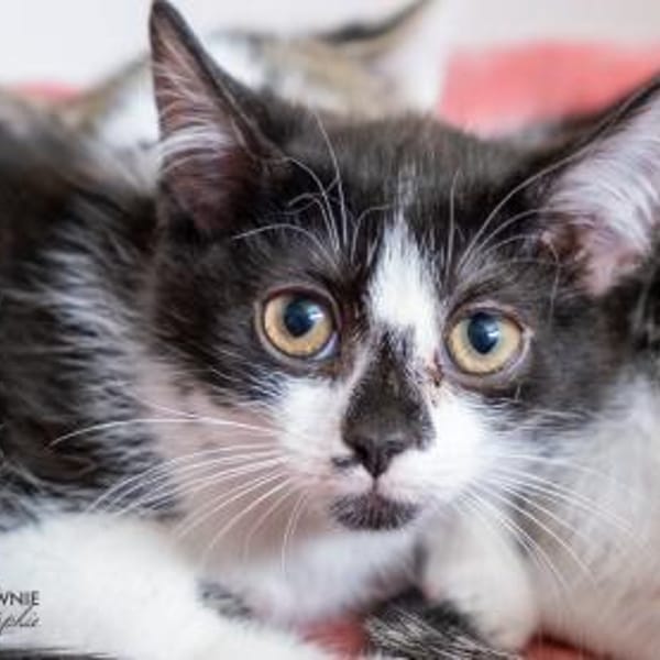 Pitina + Pico — Europäische Hauskatze