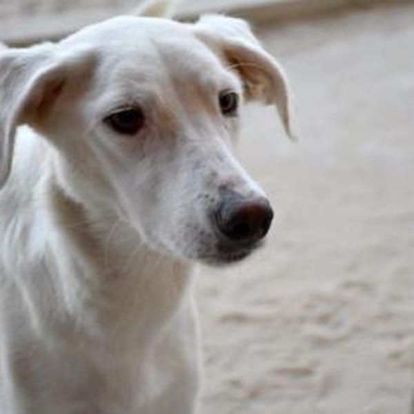 Liebenswerte Oya sucht Zuhause — Mischling