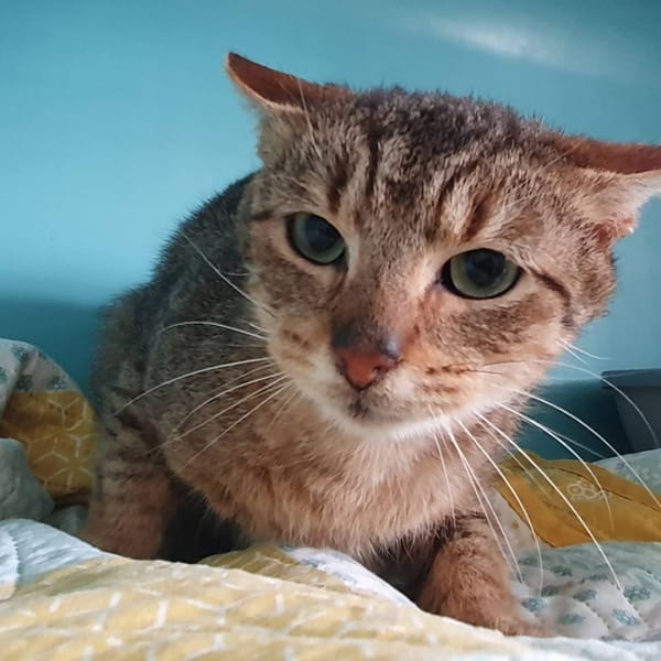 MARCEL CHA — Européen