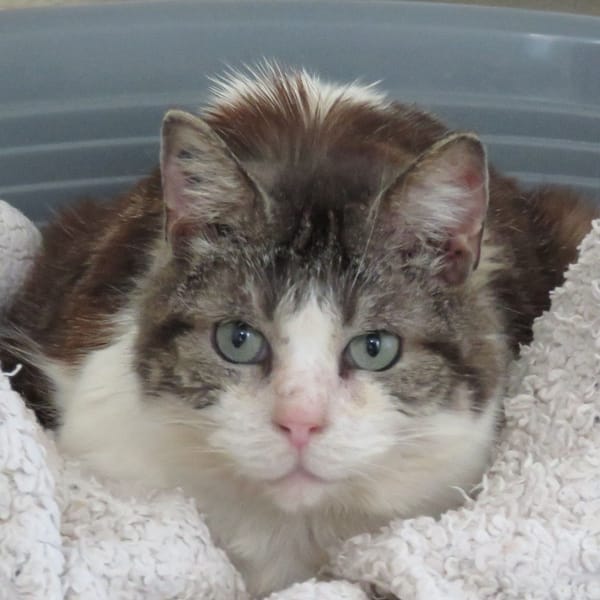 LESLIE — Européen