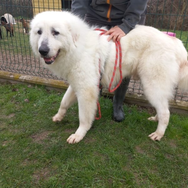 DUDU — Montagne Des Pyrénées