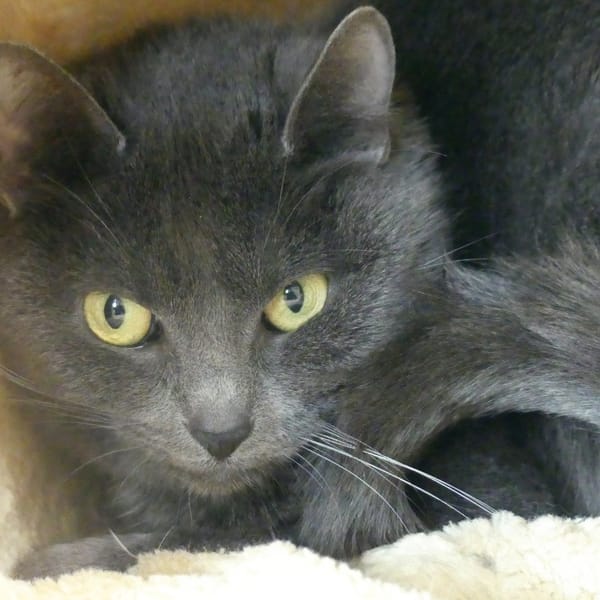 HARMONY — Européen