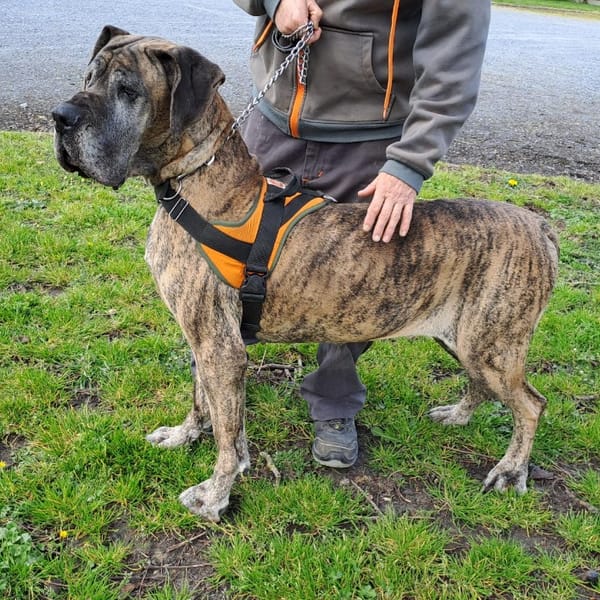 PAOLA (Réservée) — Dogue Allemand