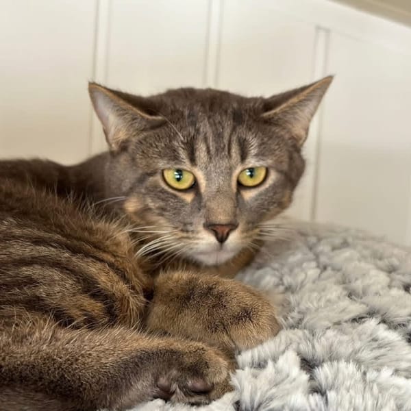 Scampi — Européen