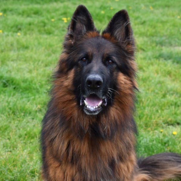 SAM — Berger Allemand