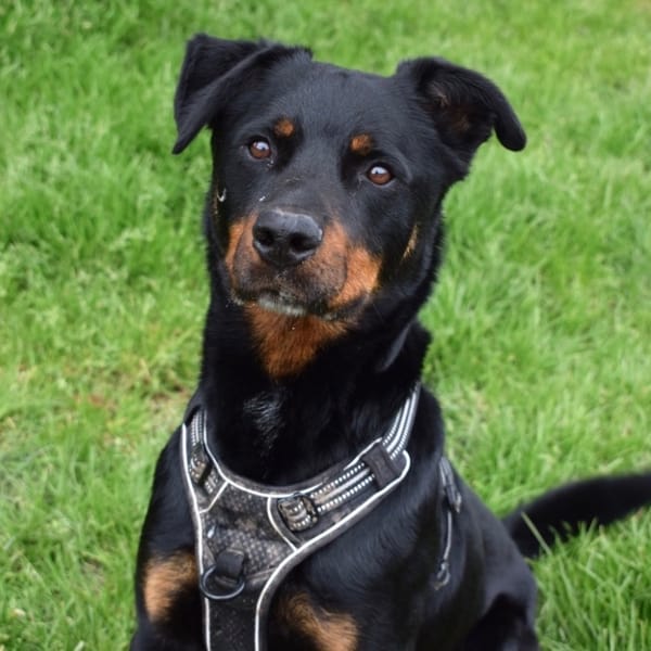 KAZAN — Croisé / Autre