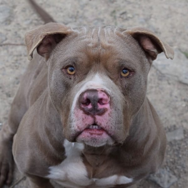 FYSIO — American Bully