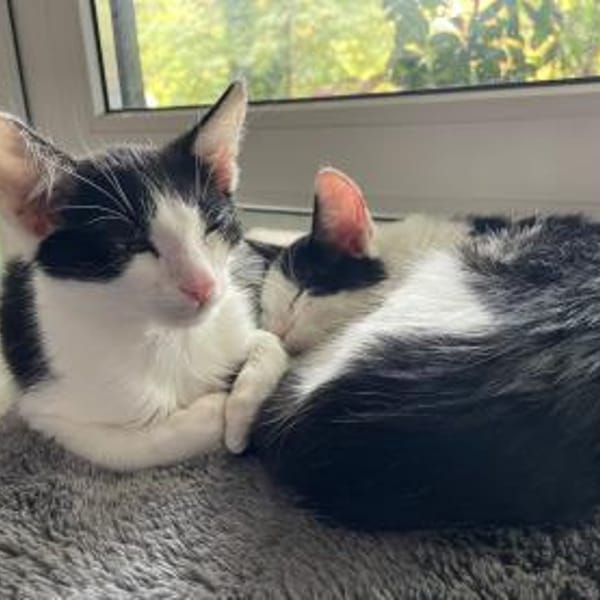 Binx & Zeus - Verspieltes Katzenpärchen — Europäisch Kurzhaar