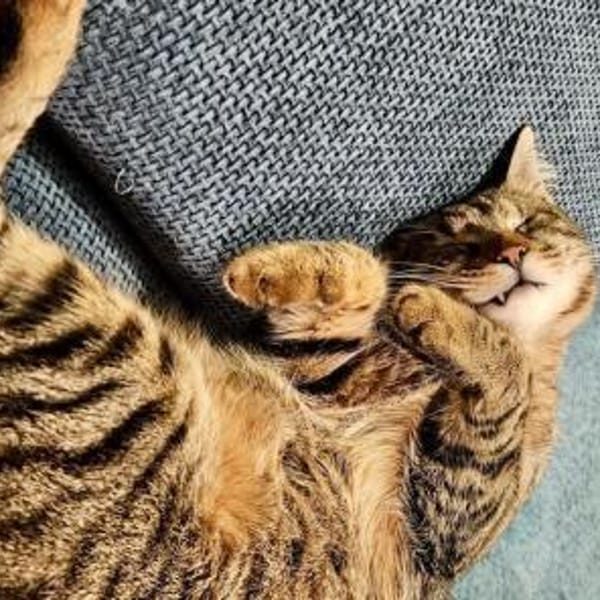 Robin, verkuschelter Tiger, ca. 1 Jahr — Europäisch Kurzhaar