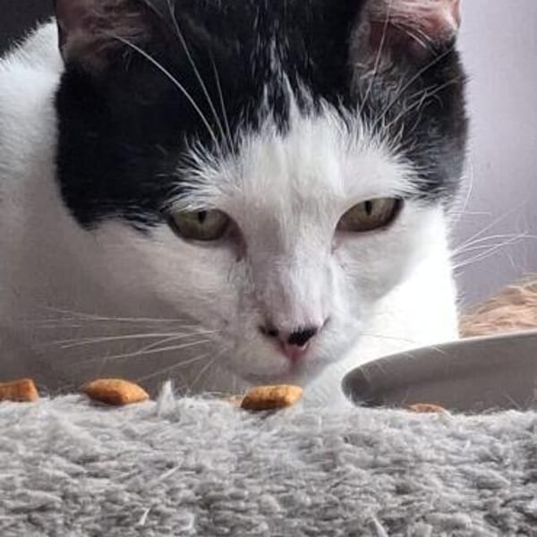 Algoz  verschmuster Kater sucht Zuhause — Europäisch Kurzhaar