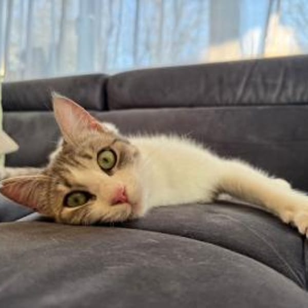 Yummy , ausgeglichene Samtpfote, ca.10 M — Europäisch Kurzhaar