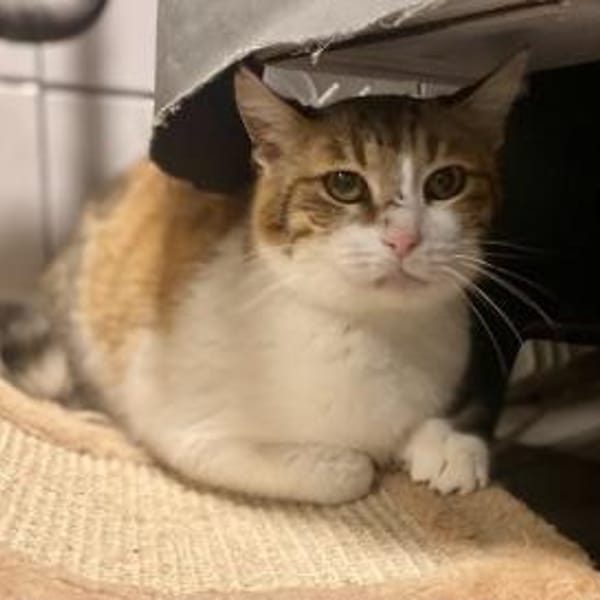 Sylvia, selbstbewusste Katzendame, ca.8J — Skatze