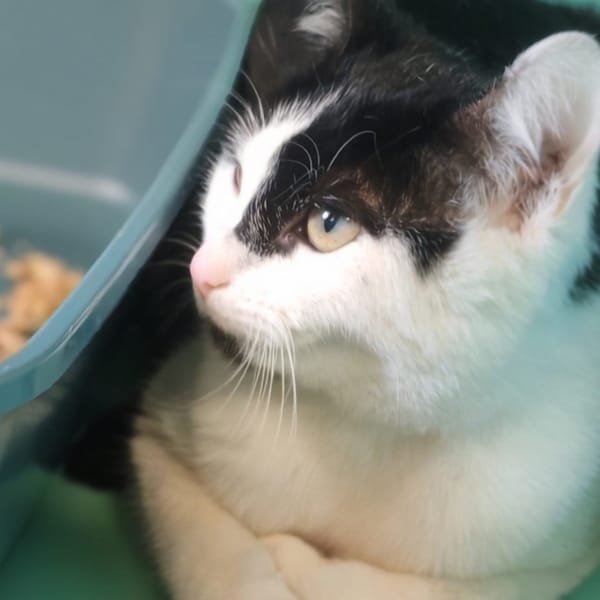 JINDIAO — Européen