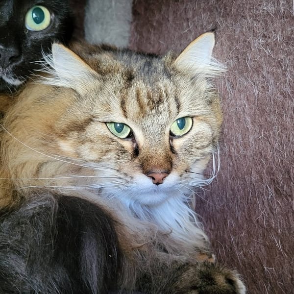 tigrou — Européen