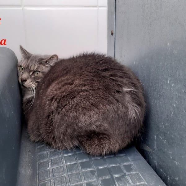 Patcha — Européen