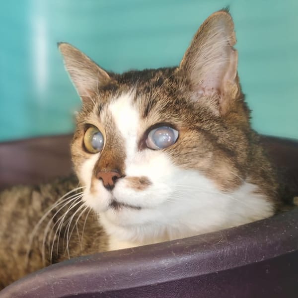 REGLISSE — Européen