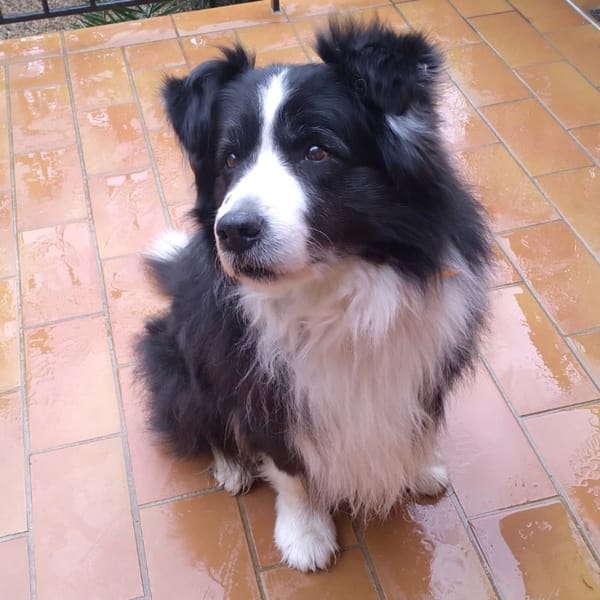 Jeo — Border Collie