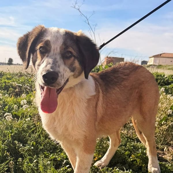 LIO (Animalea) — Croisé