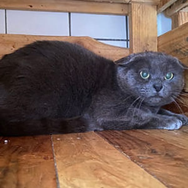 Anatol — Européen