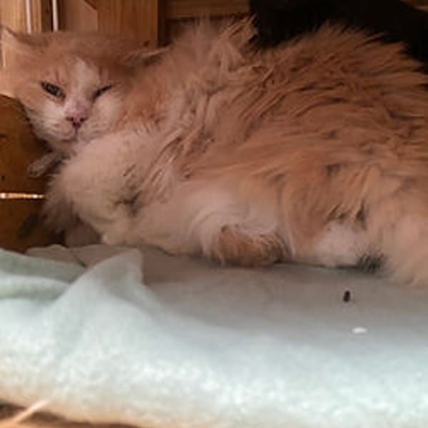 Carpette — Européen