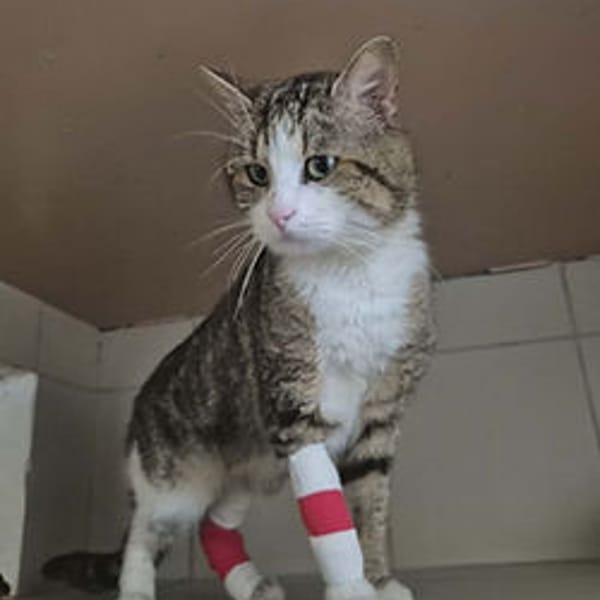 Vareck — Européen