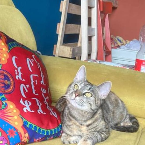 Carol, verspieltes Tigermädchen, ca. 8 M — Europäisch Kurzhaar