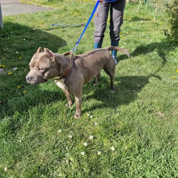 BLANKA PAA24177 — American Staffordshire