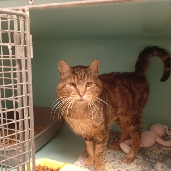 CHICHE — Croisé / Autre