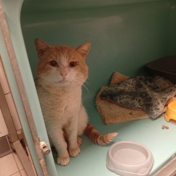 POIS — Croisé / Autre