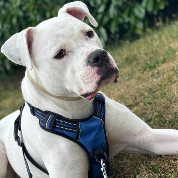 Masta — Dogue Argentin