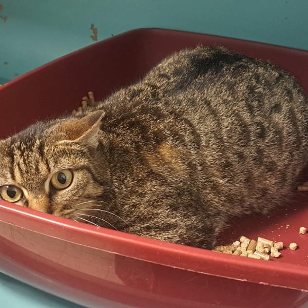 HABE — Croisé / Autre