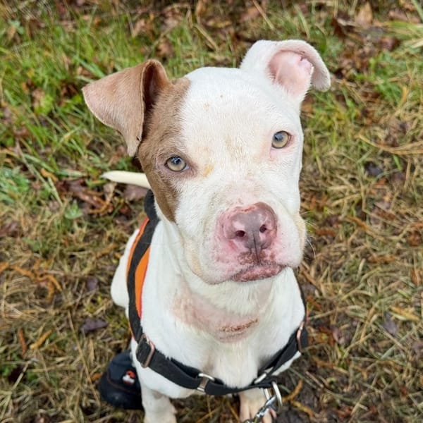 COSETTE — Croisé / Autre