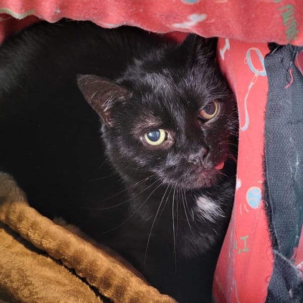 YOUNA — Croisé / Autre