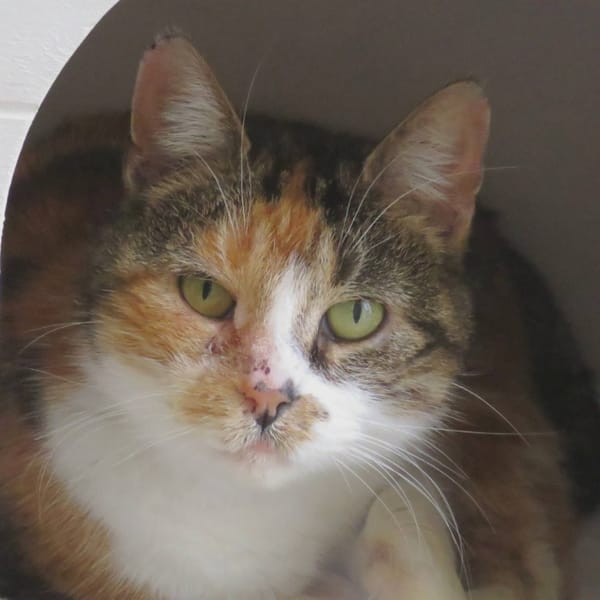 MARIANNE — Européen